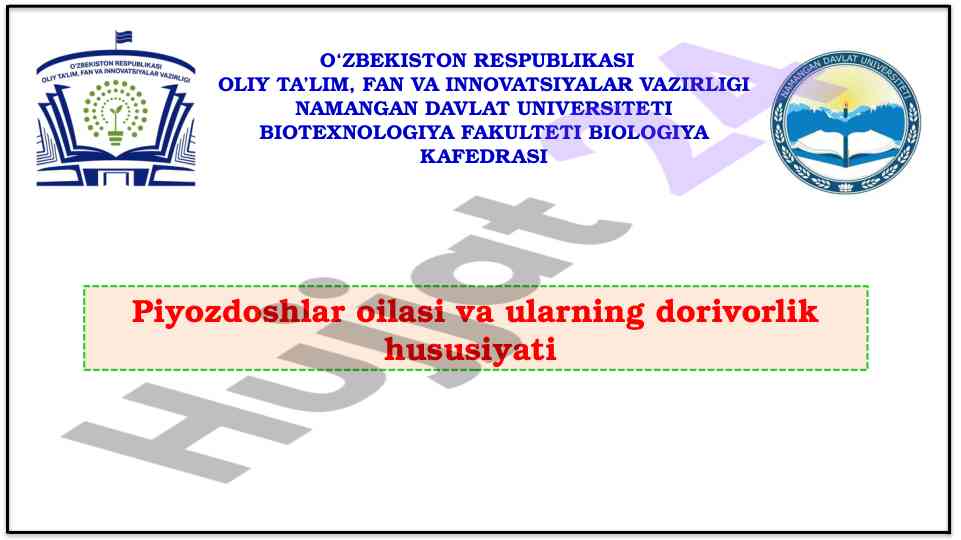 Piyozdoshlar oilasi va ularning dorivorlik hususiyati