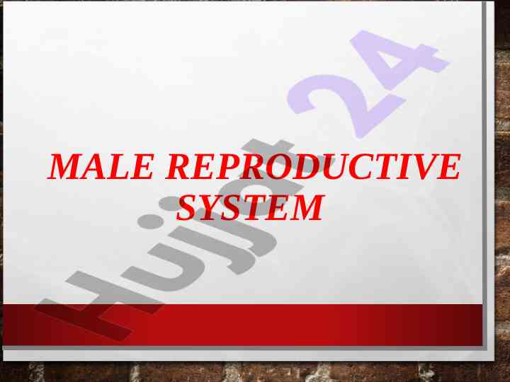 Erkak reproduktiv tizimi xususiyatlari