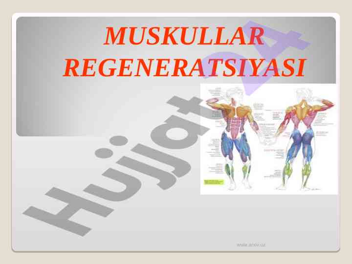 Muskullar regeneratsiyaysi