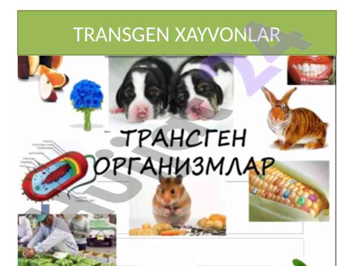 Transgen xayvonlar mikroinektsiya tahlili