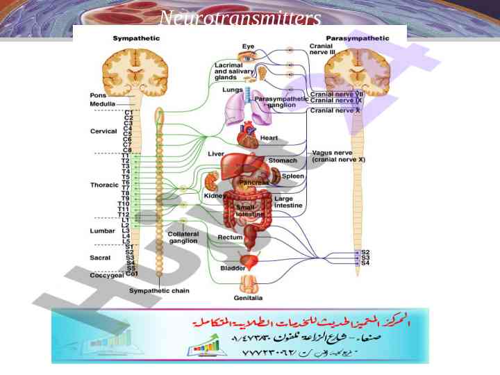 Neurotransmitters and their roles in the nervous system