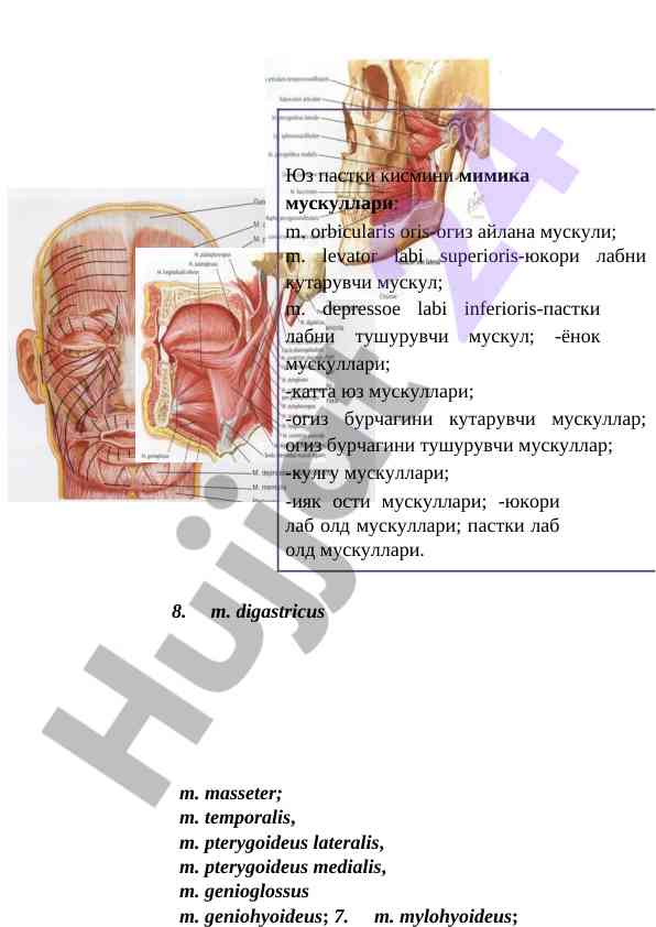 Chaynov muskul ulanishi va harakatlari