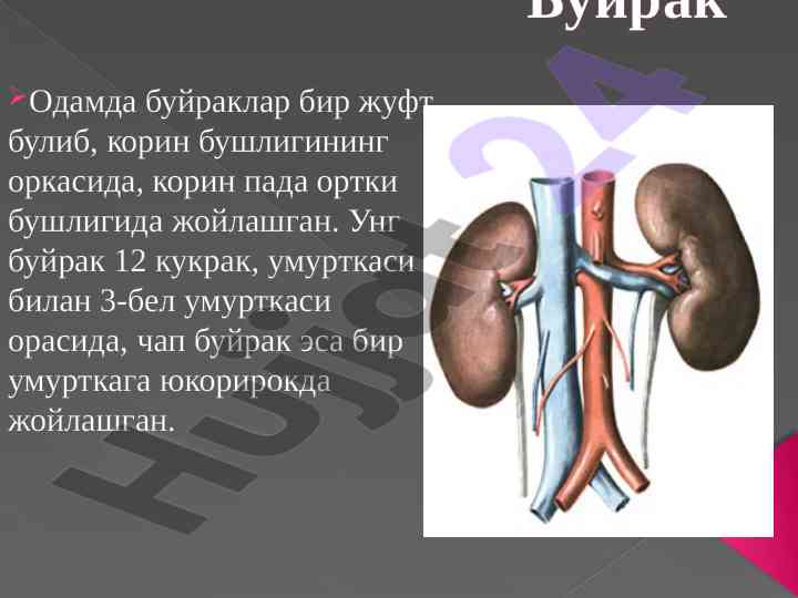 Buinaklarning ijtimoiy tuzilishi va funktsiyalari