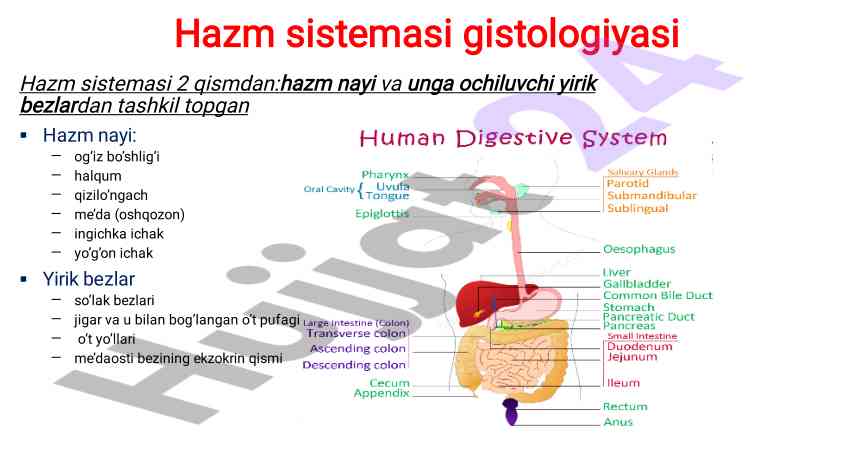 Hazm sistemasi gistologiyasi bilan tanishing