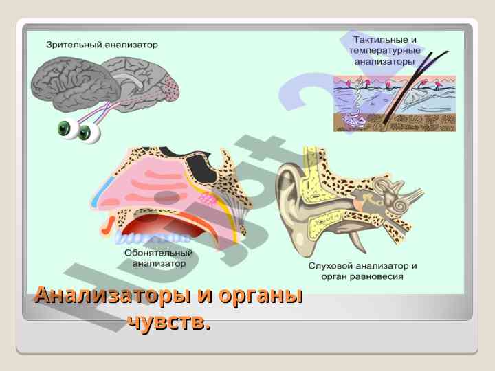 Строение и значение анализаторов и органы чувств