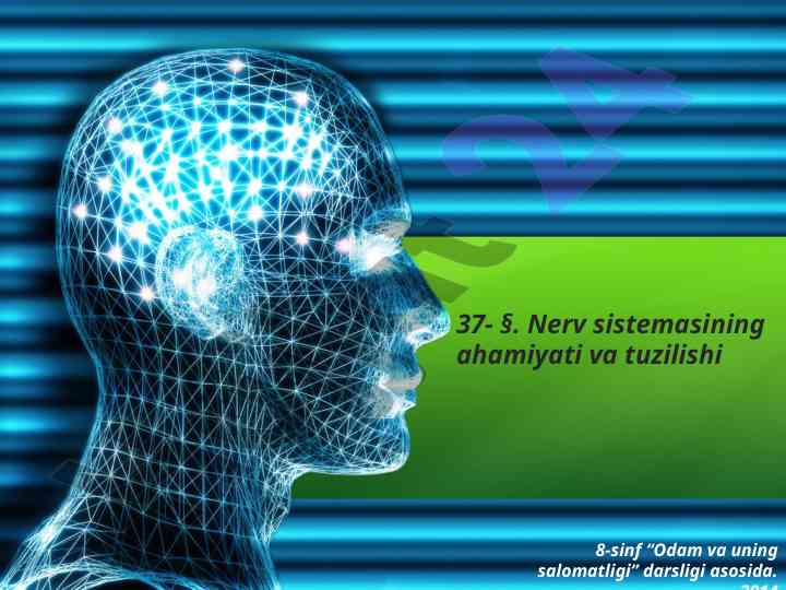 Nerv sistemasining ahamiyati va tuzilishi