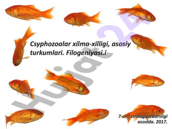 Csyphozoalar xilma-xilligi asosiy turkumlari