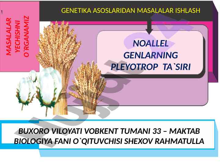 Genlarning pleyotrop ta'siri haqida ma'ruzalar