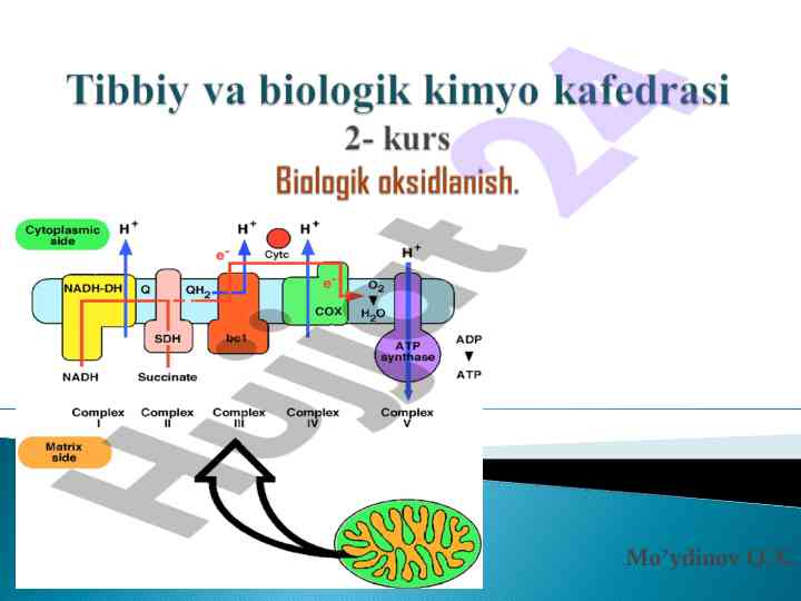 Biologik oksidlanish va energiya reaksiyalari