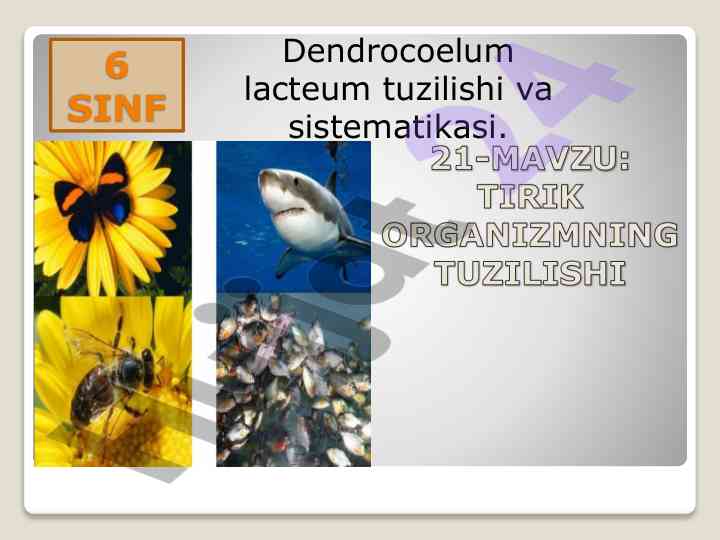 Dendrocoelum lacteum tuzilishi va sistematikasi