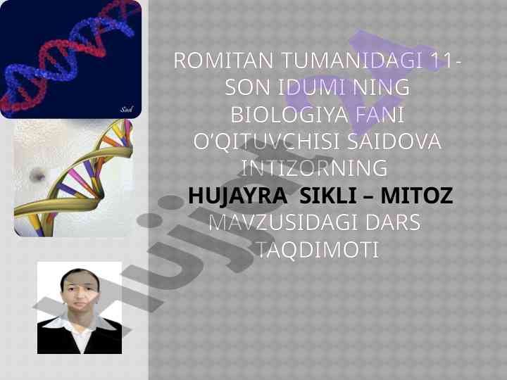 Hujayra sikli – mitoz mavzusidagi dars taqdimoti