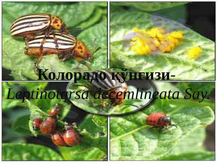 Kolorado qonghizi zararli insectlarning tarqalishi
