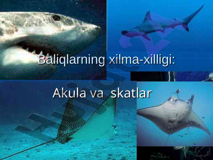 Baliqlarning xilma-xilligi: akula va skatlar