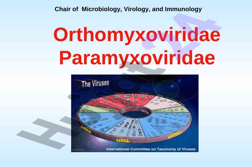 Differences between orthomyxoviruses and paramyxoviruses