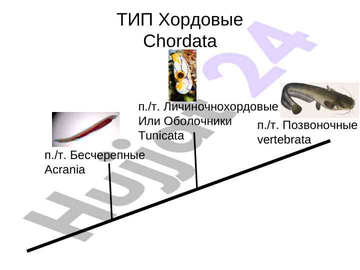 Chordata tiplari va ularning xususiyatlari