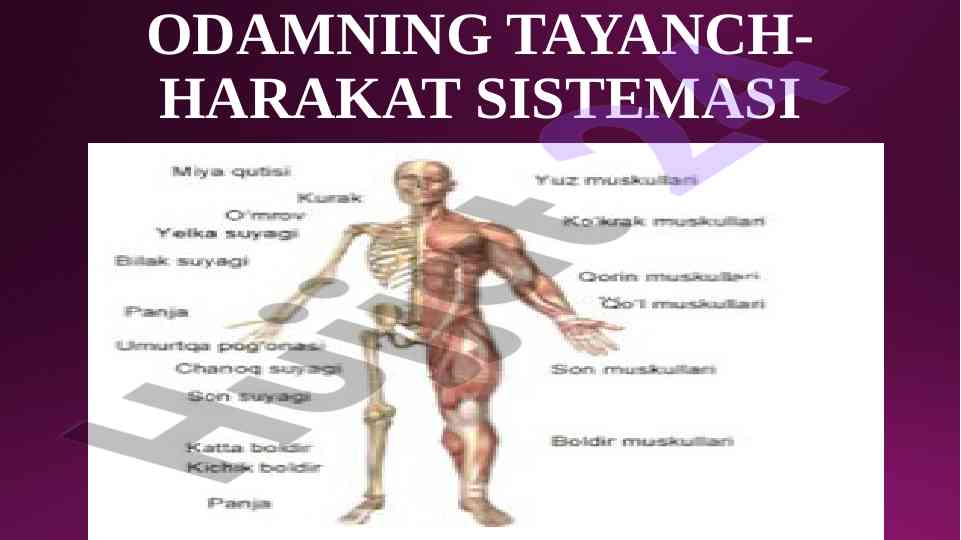 Odamning tayanch-harakat sistemasining asosiy prinsiplari