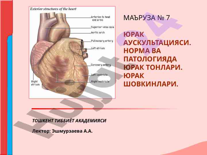 Юрак аускультацияси норма ва патологияда