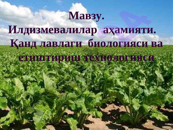 Илдизмевалилар аҳамияти ва қанд лавлаги технологияси