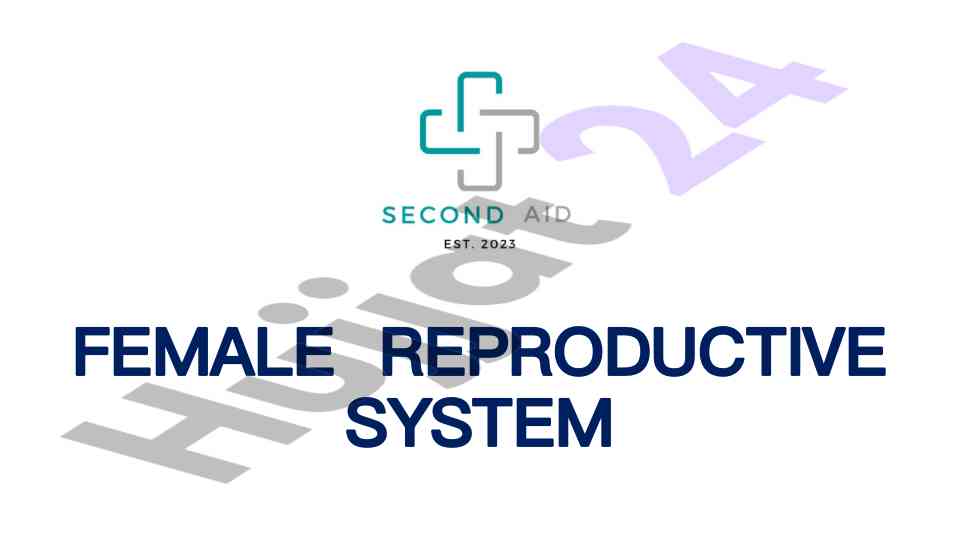 Female reproductive system overview and anatomy