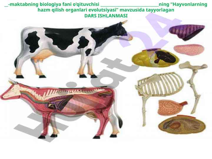 Hayvonlarning hazm qilish organlari evolutsiyasi