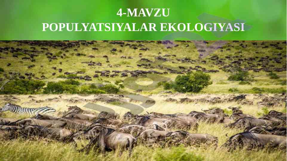 Populyatsiyalar ekologiyasi dasturi
