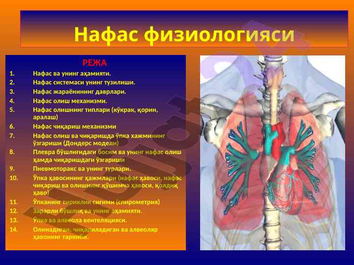 Нафас физиологияси жараёнлари ва механизмлари