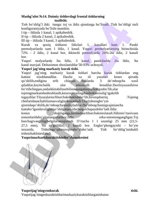 Frontal tishlarning tuzilishi va tahlili