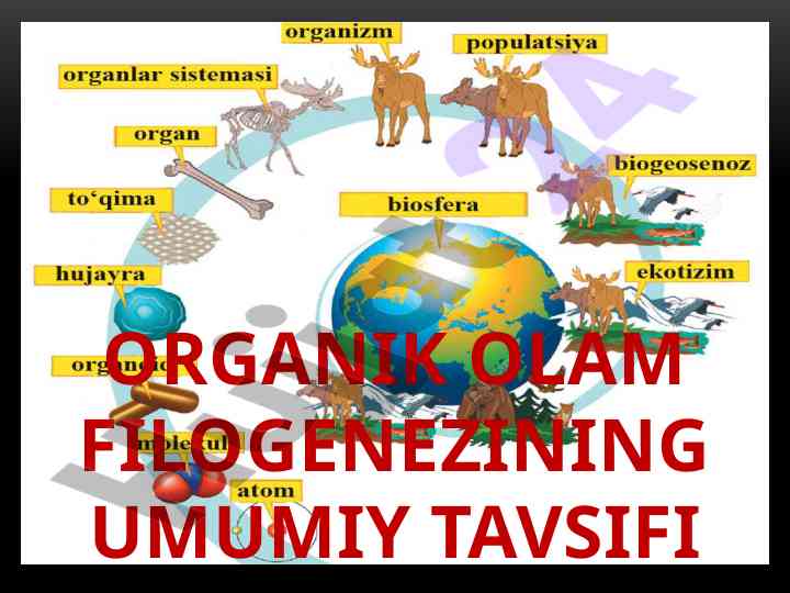 Organik olam filogenezining umumiy tavsifi