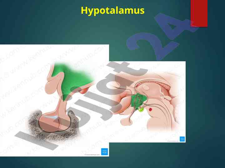 Hypotalamus tuzilishi haqida ma'lumotlar