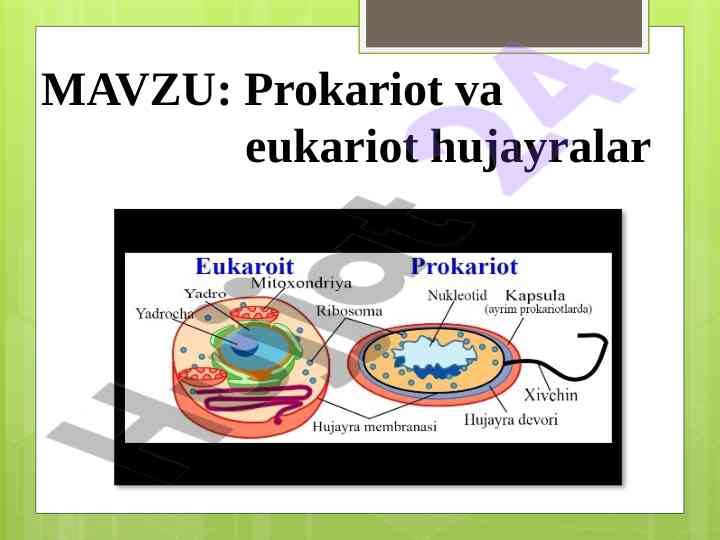 Prokariot va eukariot hujayralar dars ishlanmasi