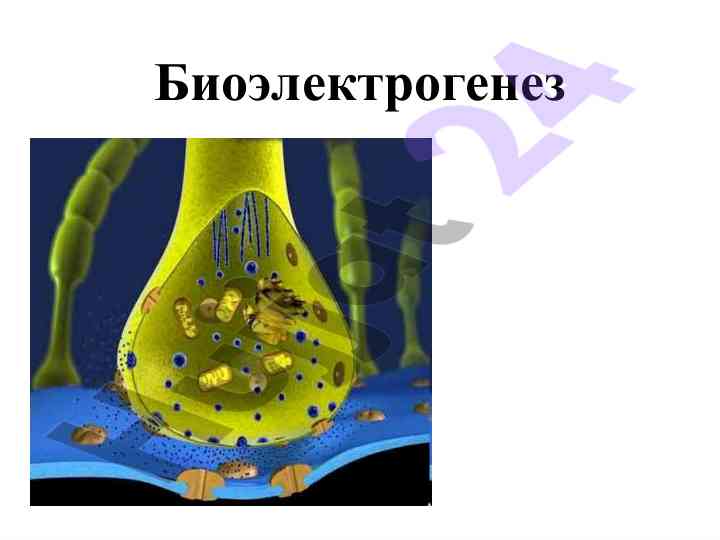Biyoelektrik potensiallarning kelib chiqishi va turlari