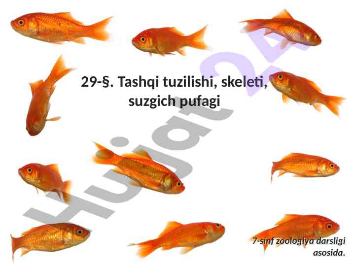 Zog‘ora baliq tashqi tuzilishi va suzgichlari
