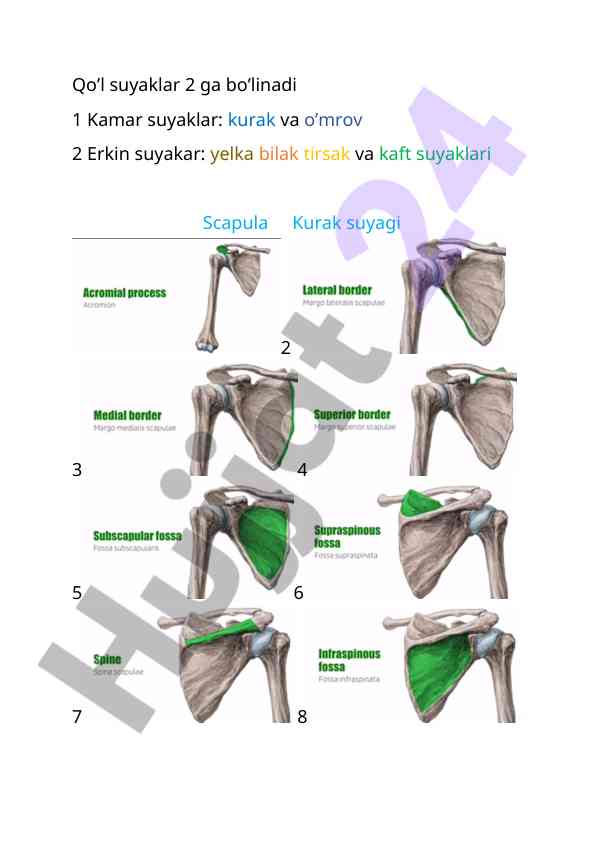 Qo'l suyaklari tuzilishi va tashkili