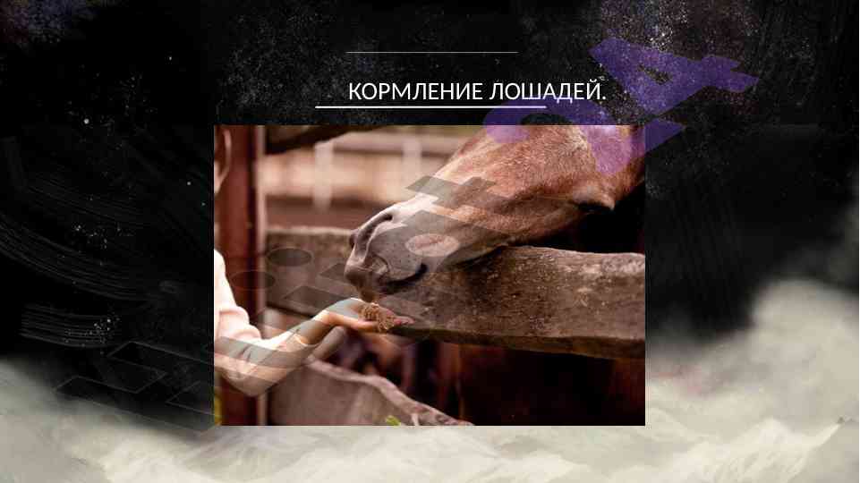 Основные правила кормления лошадей