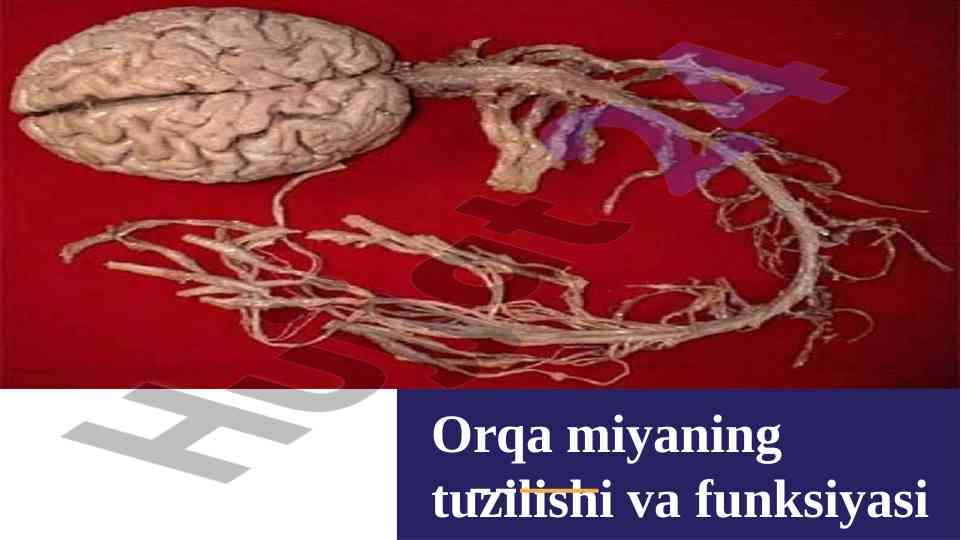 Orqa miyaning tuzilishi va funksiyasi