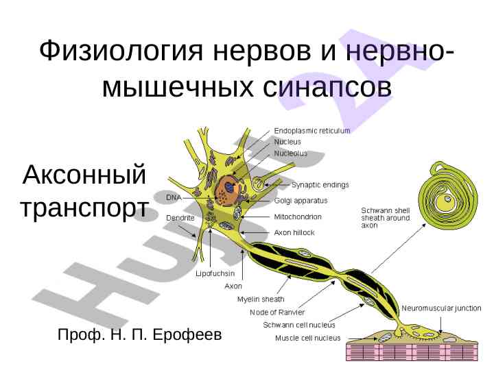 Aksonnyy transport i nervno-myshechnaya transmissiya