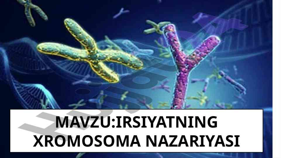 Irsiyatning xromosoma nazariyasi 1909-1911 yillarda