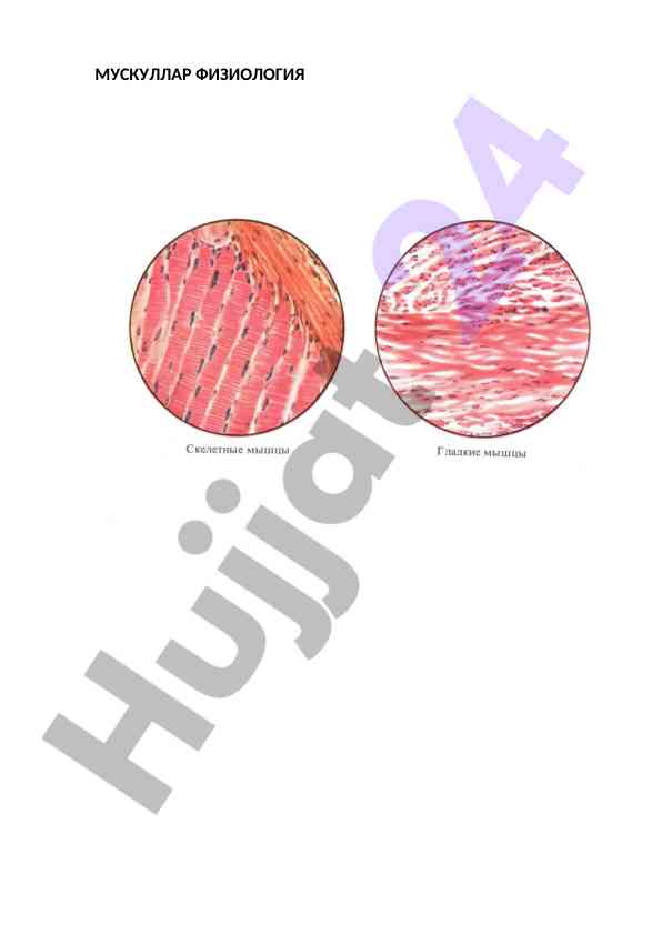 Musculature physiology insights and analysis