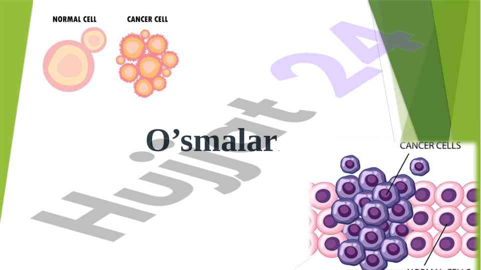 O’smalar haqida olingan ma’lumotlar va tushunchalar