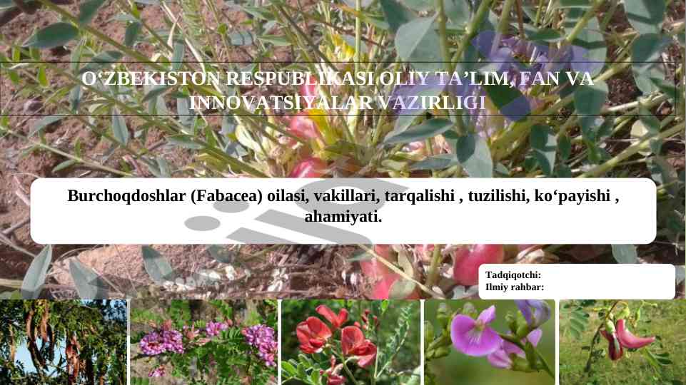 Burchoqdoshlar oilasining ahamiyati va o‘rganish darajasi
