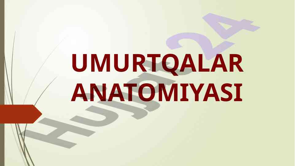 Umurtqalar anatomiyasi