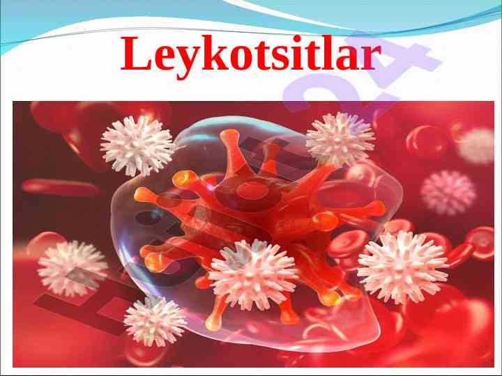 Leykotsitlar turlari va vazifalari haqida ma'lumot