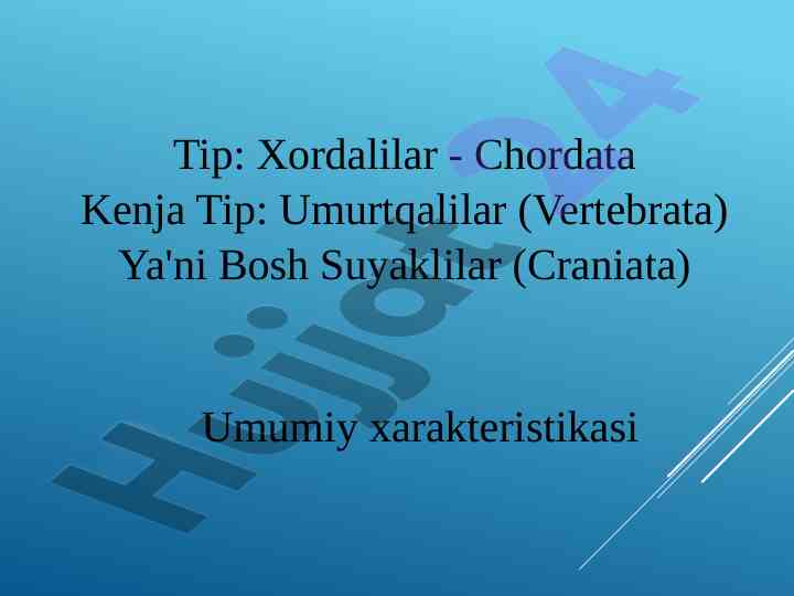 Chordata classifications and characteristics overview