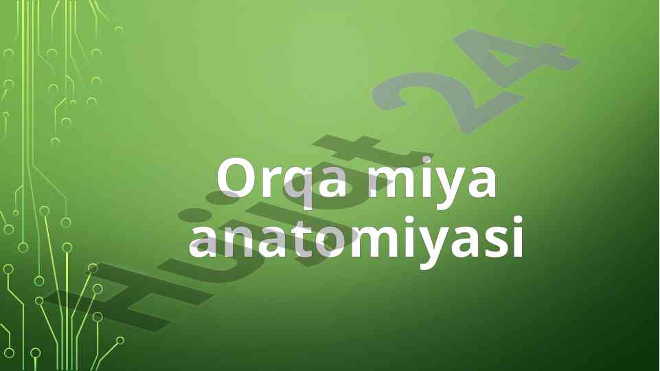 Orqa miya anatomiyasi