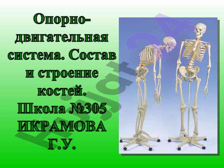 Функции костей и их свойства в животных