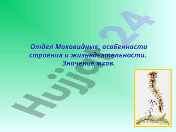 Моховидные особенности строения и жизнедеятельности