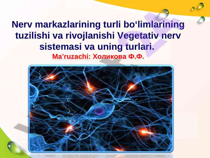 Vegetativ nerv sistema tuzilishi va rivojlanishi