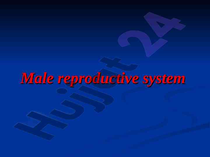 Understanding the male reproductive system functions