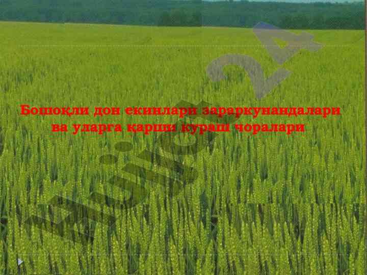 Бошоқли дон экинлари зараркунандалари тадқиқоти