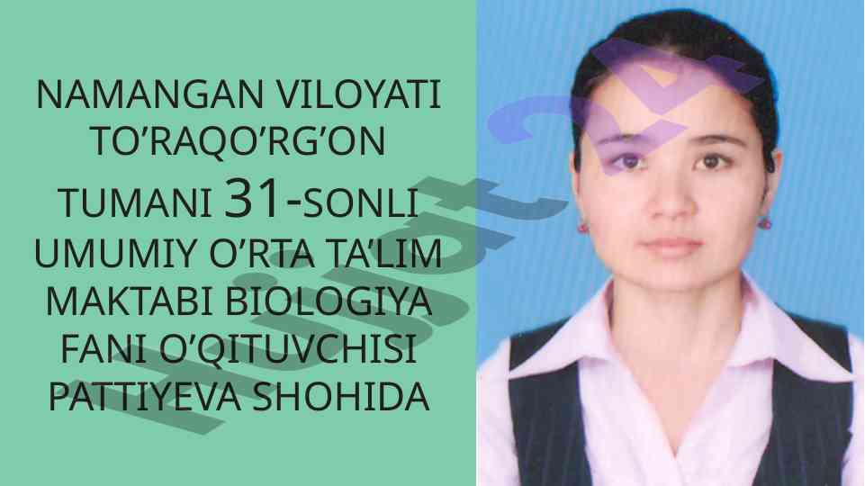 Asalarilar oilasi va tuzilishi haqida ma'lumotlar